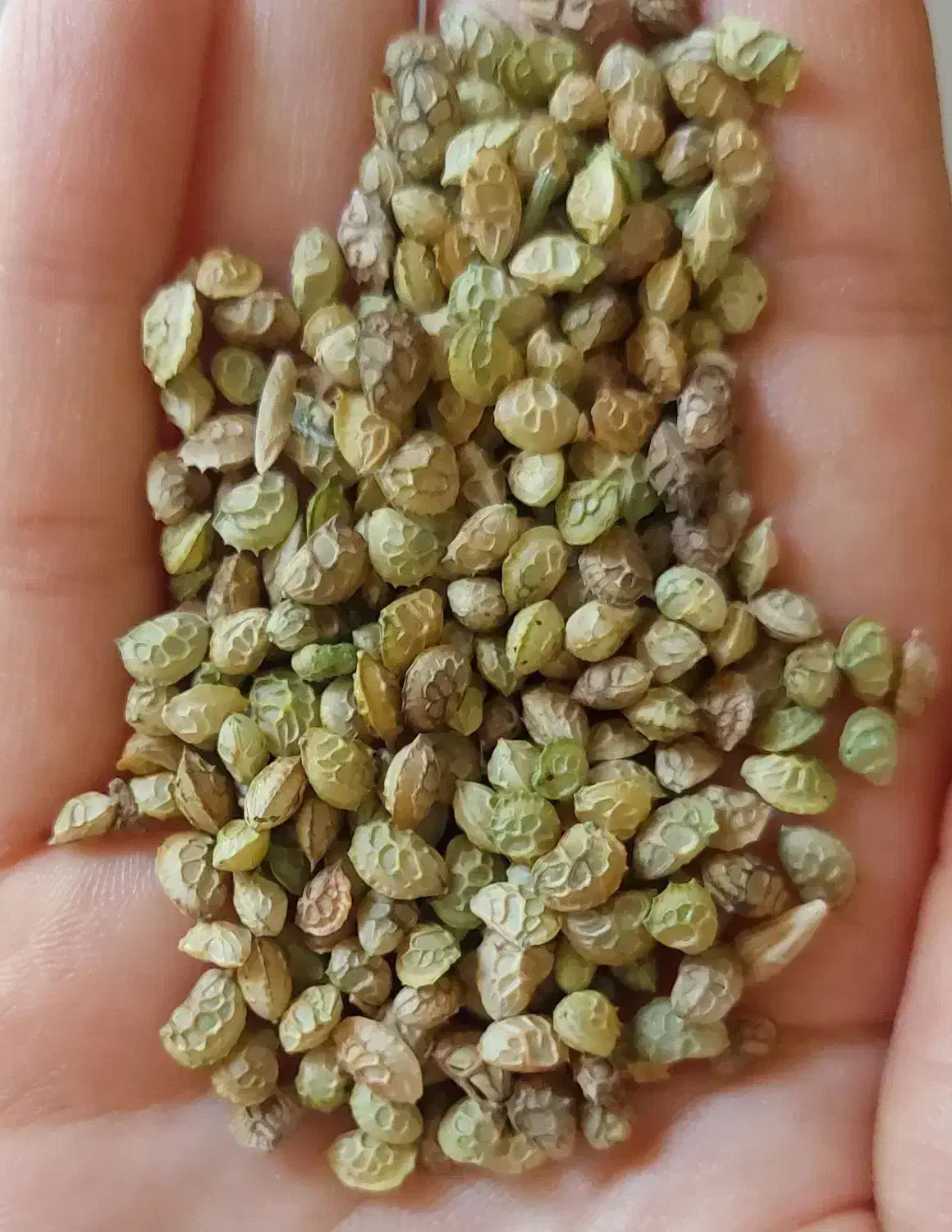 بذر خشه (اسپرس )|گل و گیاه طبیعی|سراب, |دیوار