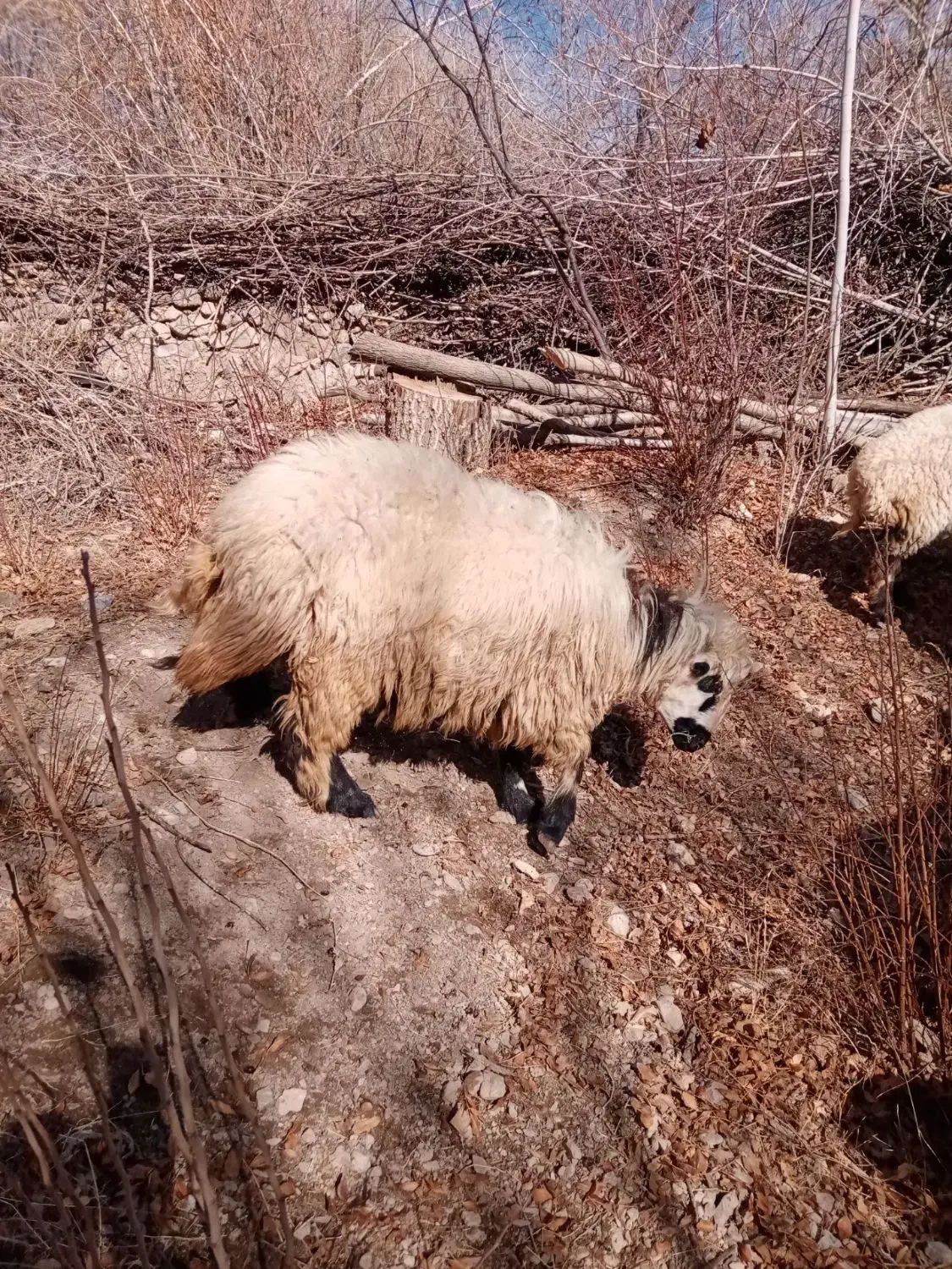 گوسفند|حیوانات مزرعه|کرمان, |دیوار