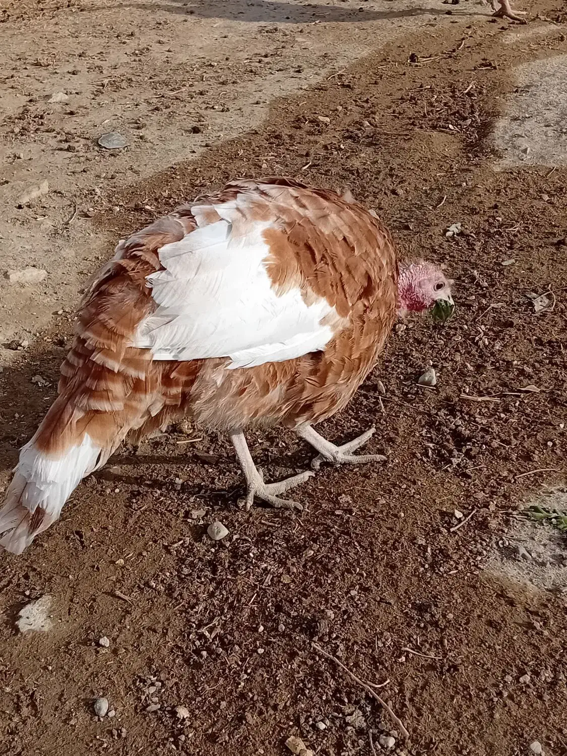 بوقلمون|حیوانات مزرعه|قروه, |دیوار