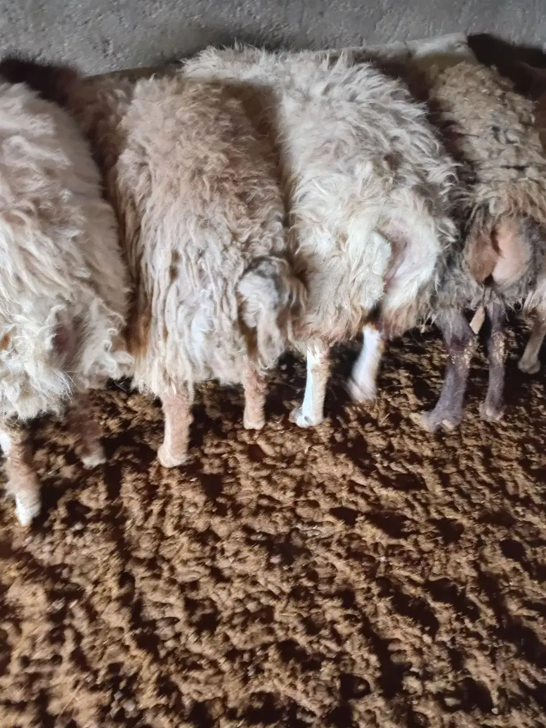 میش جوان کشتاری|حیوانات مزرعه|شیروان (خراسان), |دیوار