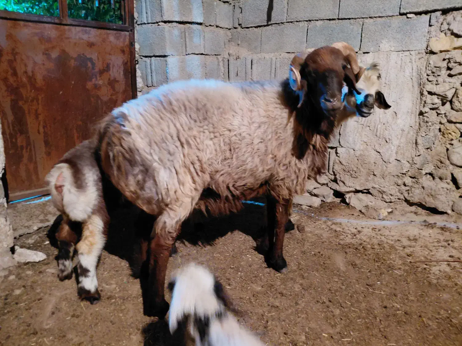 قوچ ترکی چینی|حیوانات مزرعه|وحدتیه, |دیوار