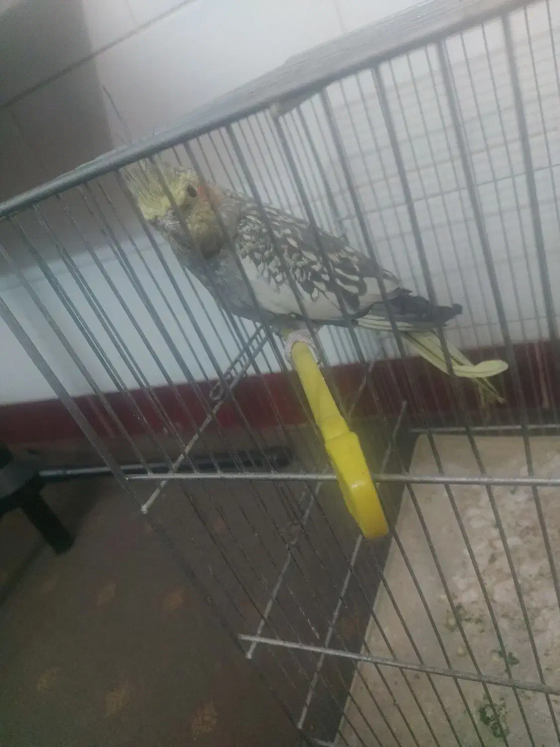 عروس هلندی|پرنده|استهبان, |دیوار