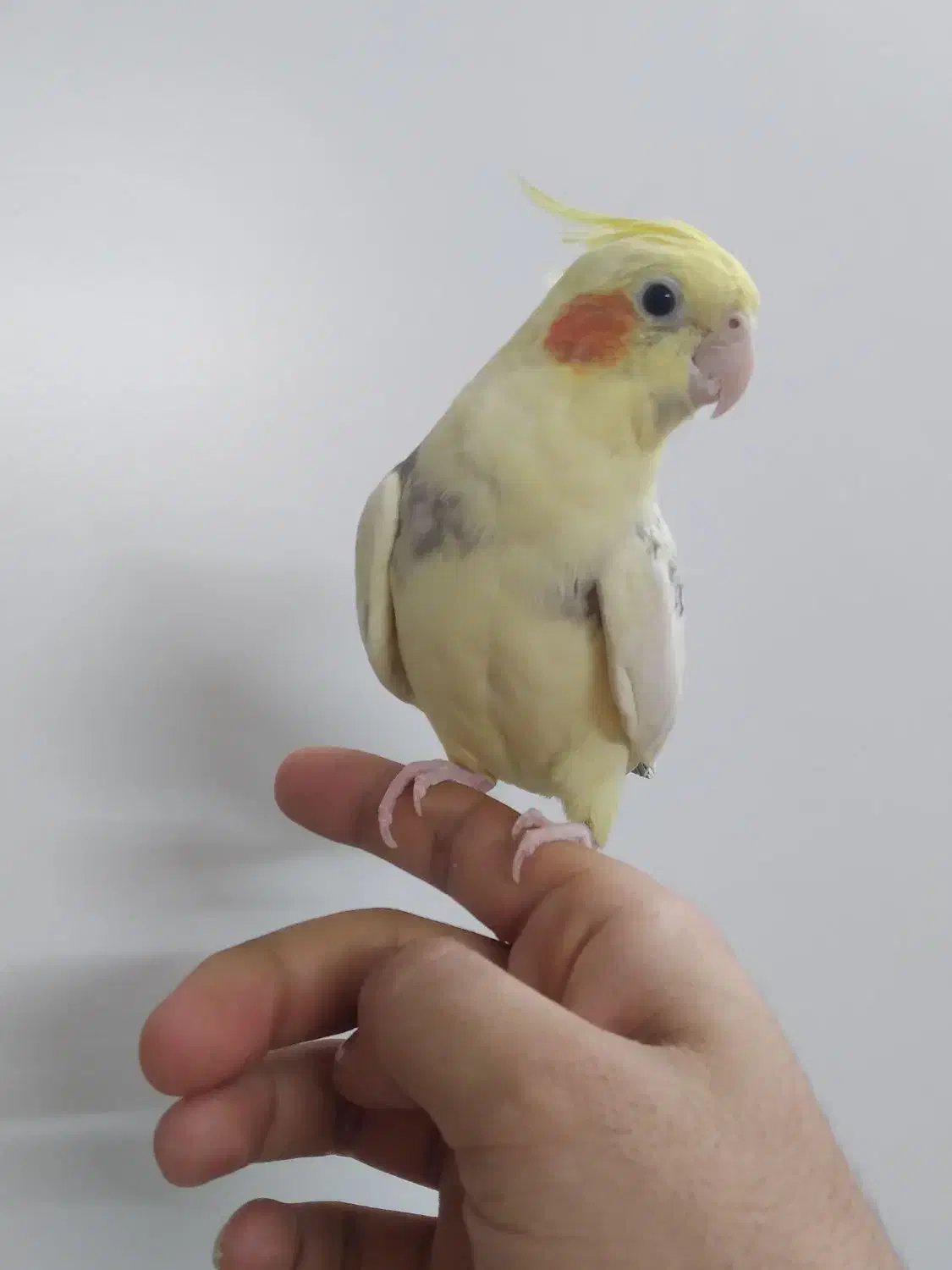 عروس هلندی|پرنده|ری, دولت‌آباد|دیوار