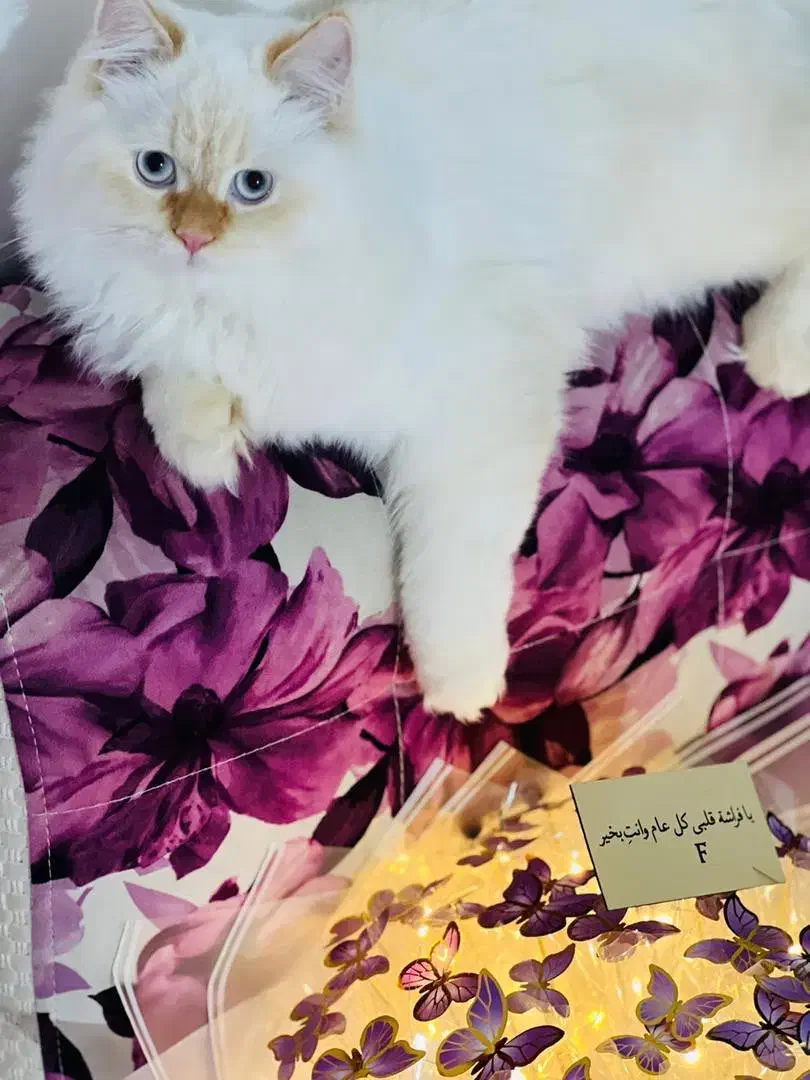 گربه برای فروش|گربه|عسلویه, |دیوار