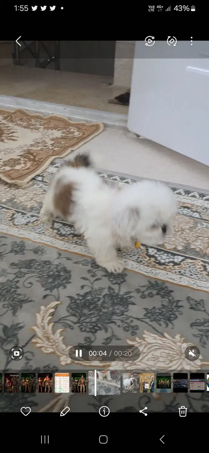 توله سگ|سگ|قم, شهر قائم|دیوار