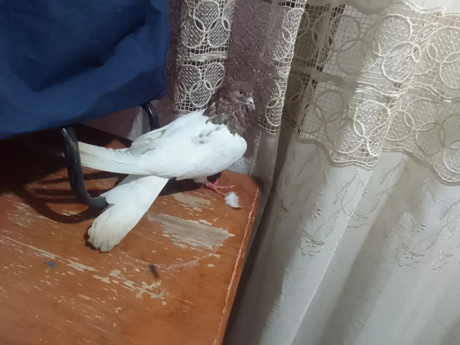 قرمزباش نر چهل سانتی|پرنده|میاندوآب, |دیوار