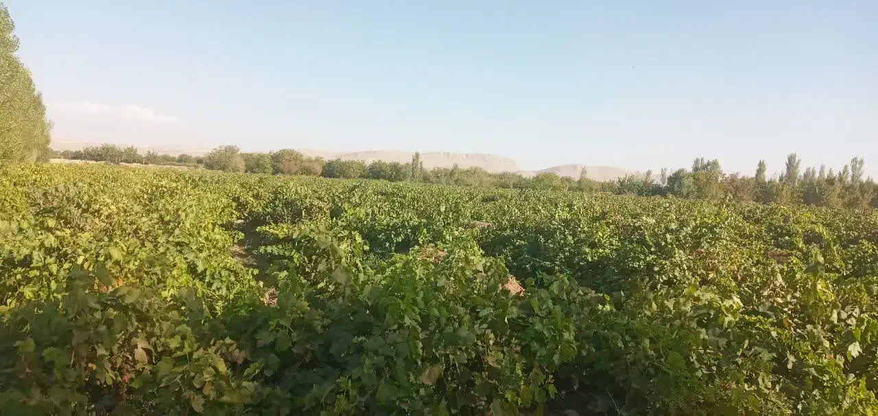 ۳هکتار زمین|فروش زمین و ملک کلنگی|باروق, |دیوار