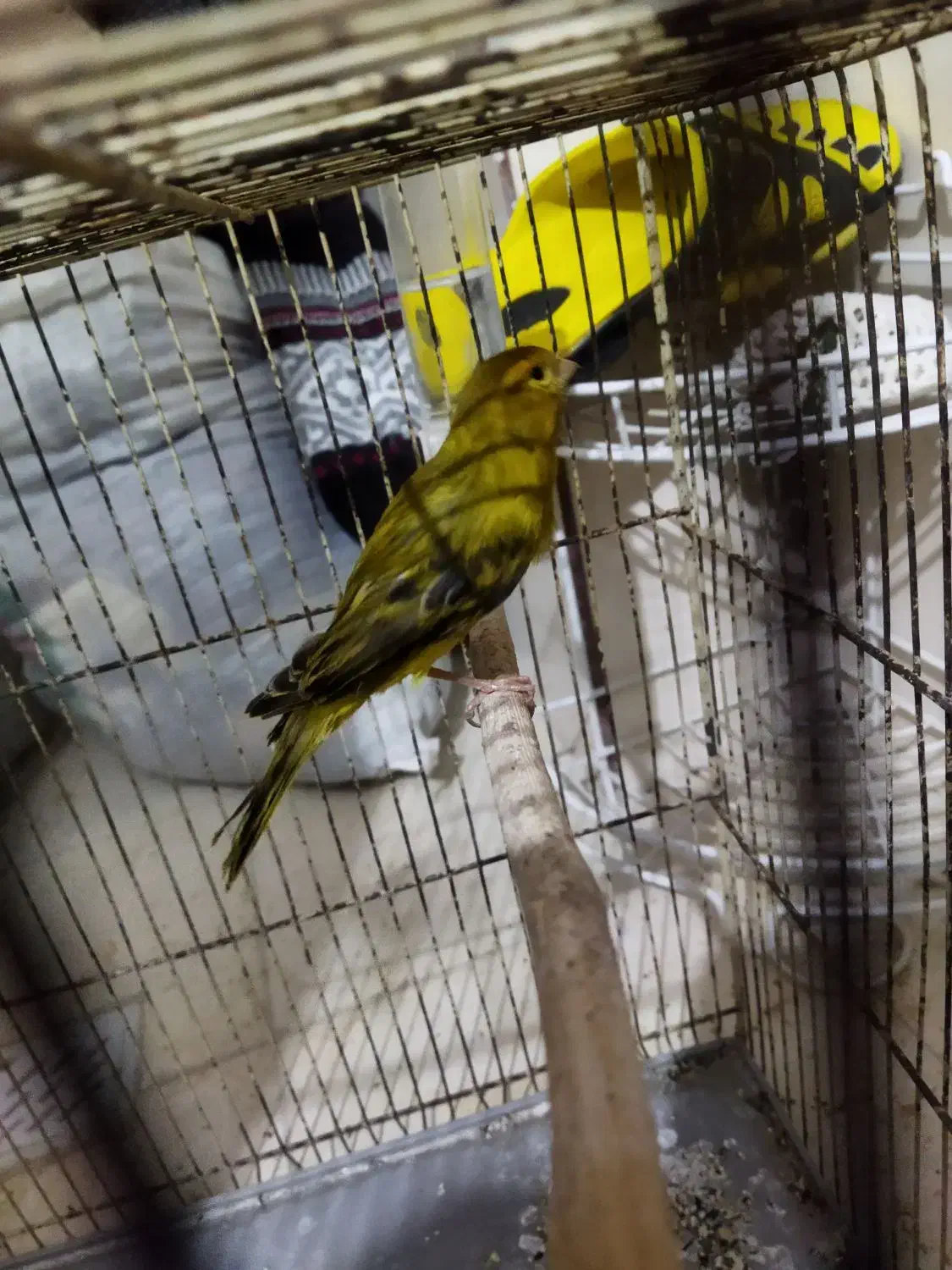 قناری نر سبز بخونه و گلبسر بخون|پرنده|کرمان, |دیوار