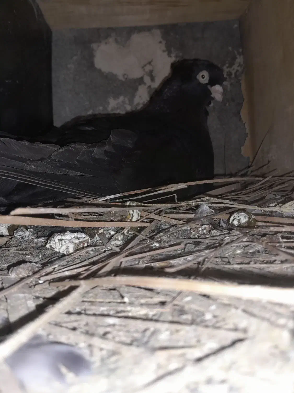 کبوتر|پرنده|شادگان, |دیوار