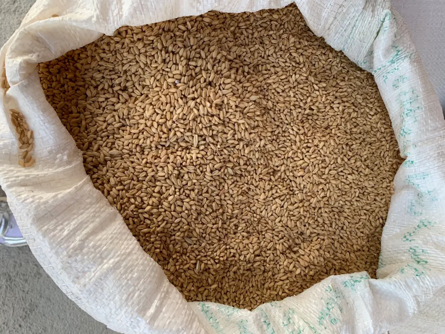 ۲ تن گندم بذری کوهدشت|خدمات باغبانی و درختکاری|آشخانه, |دیوار