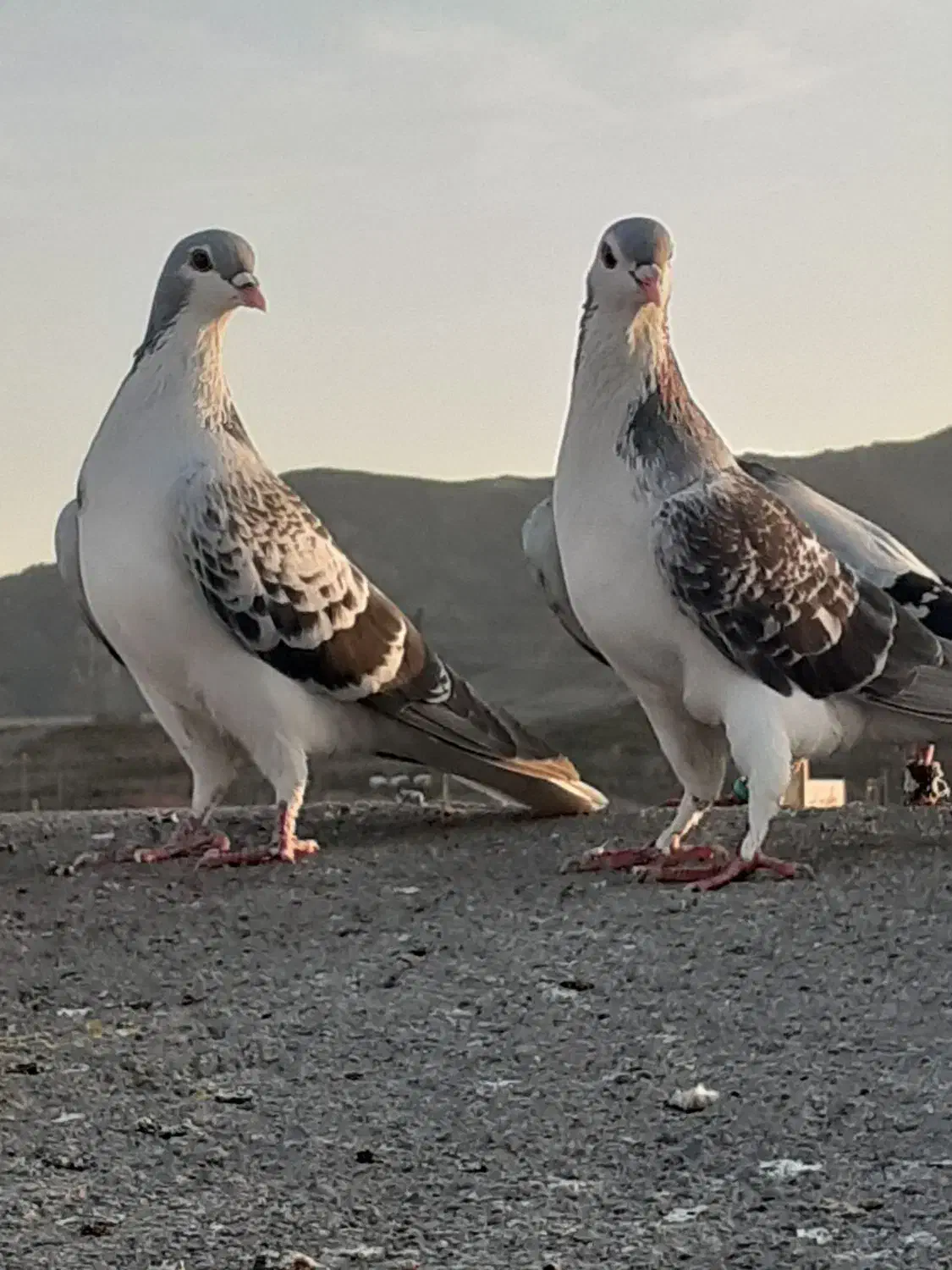 کبوتر|پرنده|مشهد, کوشش|دیوار