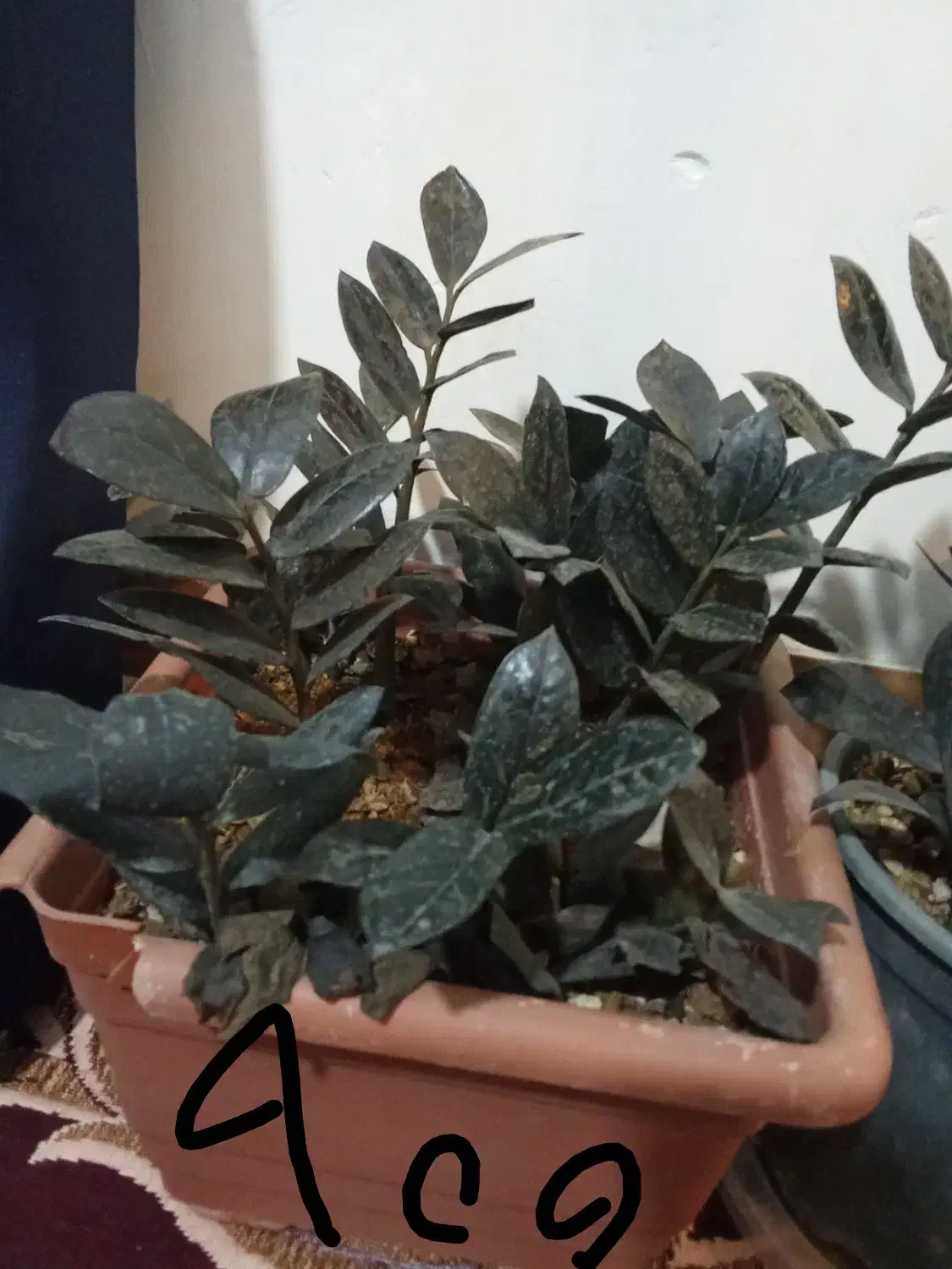 زاموفیلیابلک|گل و گیاه طبیعی|گلپایگان, |دیوار