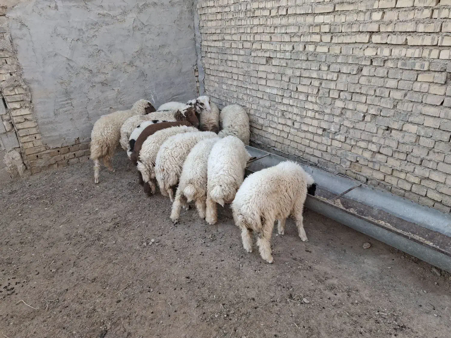 ۱۳ عدد بره ۱۰ تا نر و۳تا ماده|حیوانات مزرعه|سوسنگرد, |دیوار