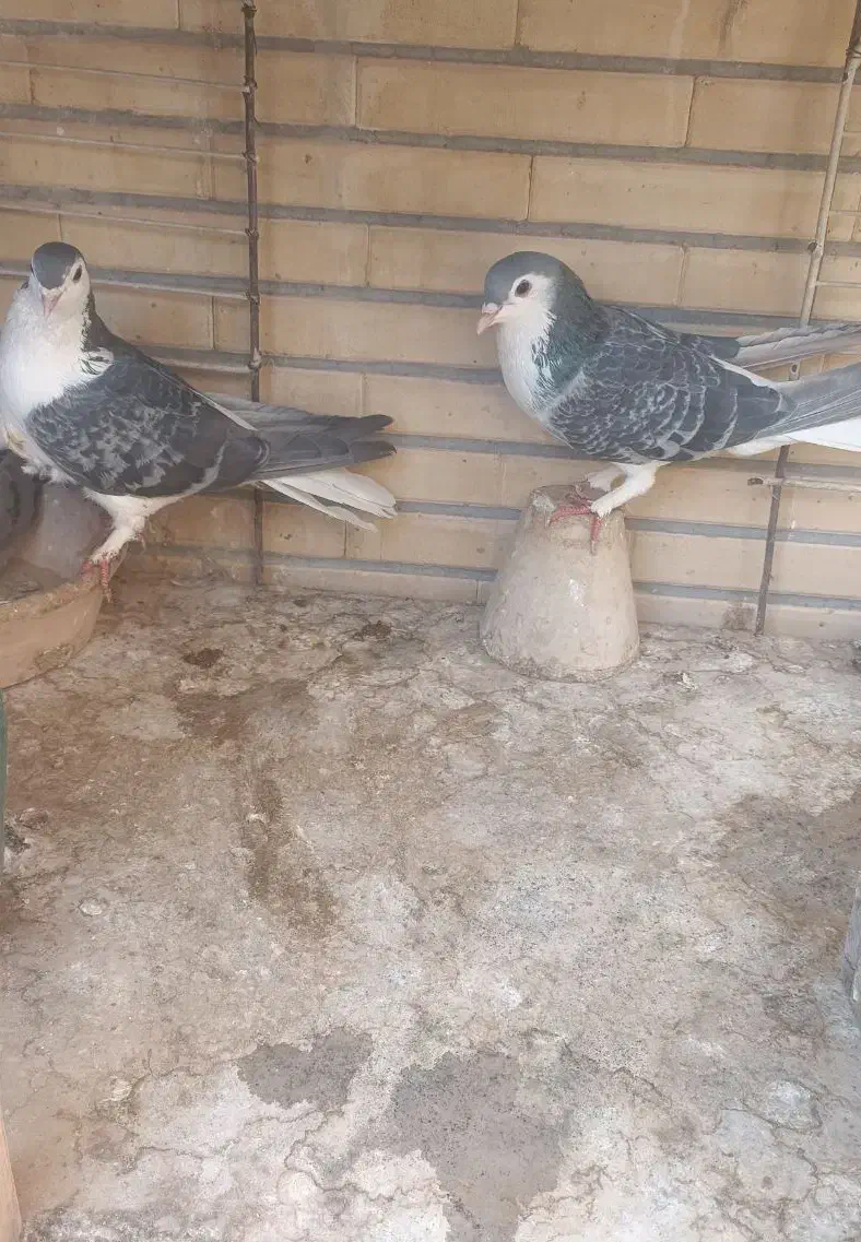 کفتر قدیمی|پرنده|اصفهان, باغ کاران|دیوار