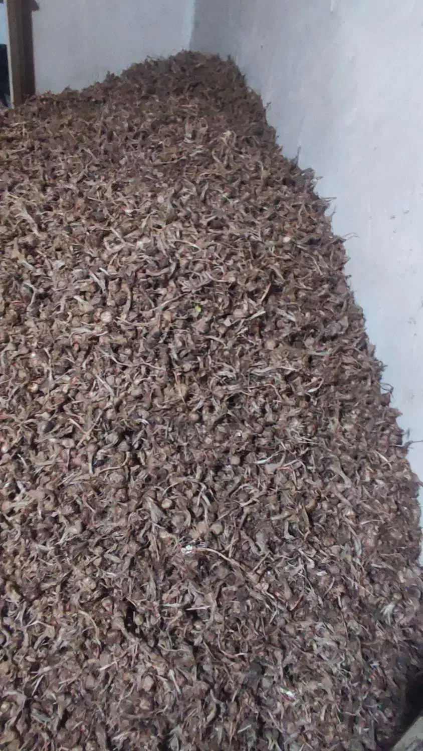 پیاز زعفران|گل و گیاه طبیعی|خواف, |دیوار