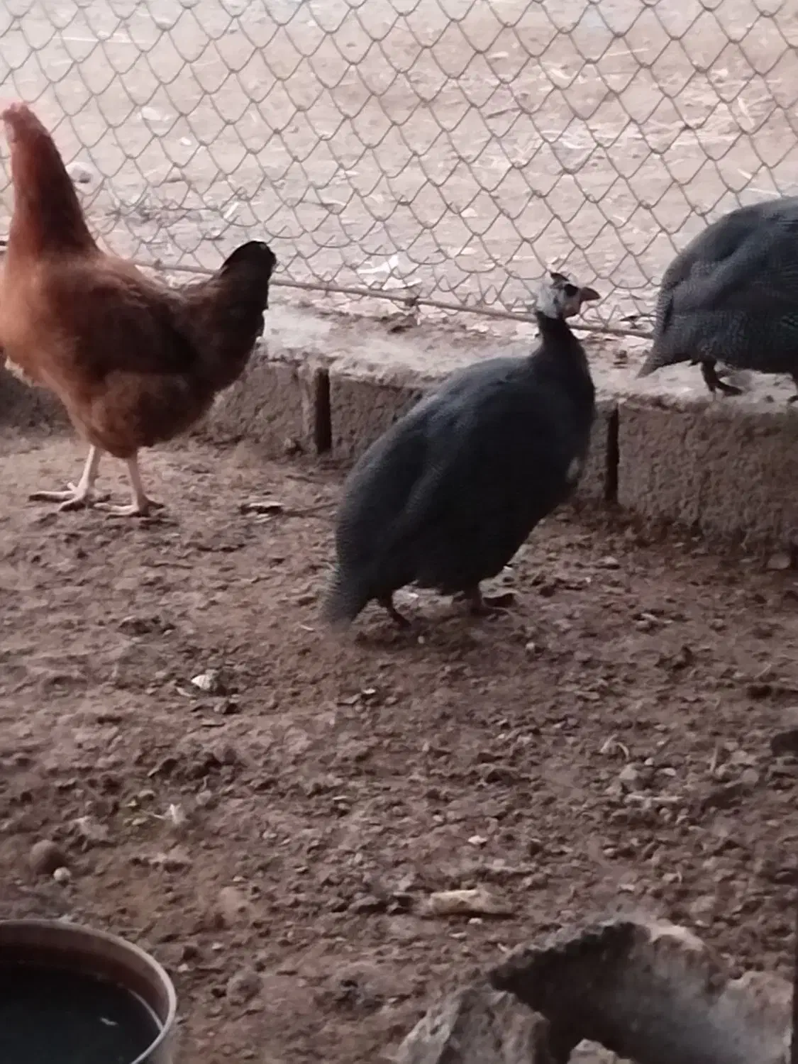 مرغ مصری|حیوانات مزرعه|خسروشاه, |دیوار