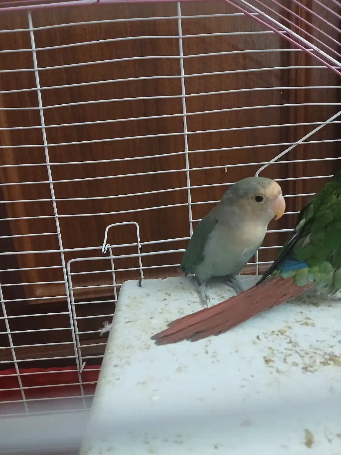 طوطی برزیلی|پرنده|اسلام‌شهر, شهرک مهدیه|دیوار