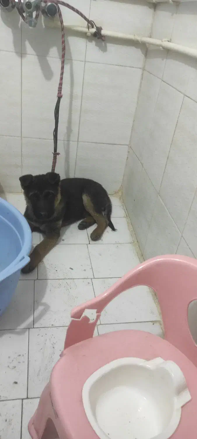 سگ ژرمن شپرد اصیل وارداتی|سگ|تبریز, |دیوار