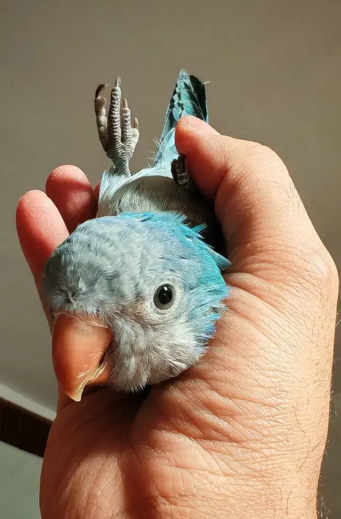 طوطی راهب|پرنده|ری, امین آباد|دیوار