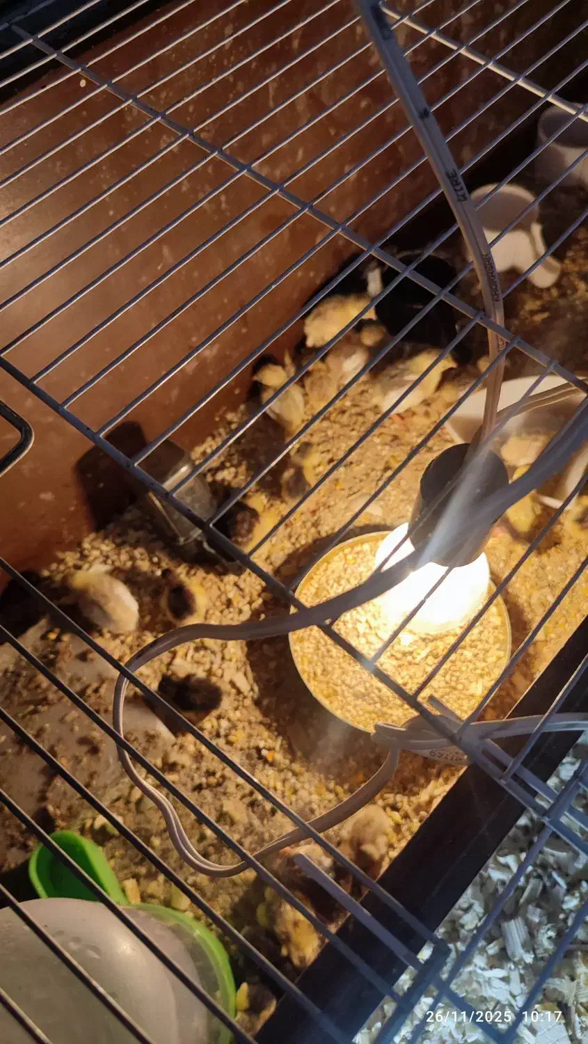 بلدرچین مینیاتوری|پرنده|قائن, |دیوار