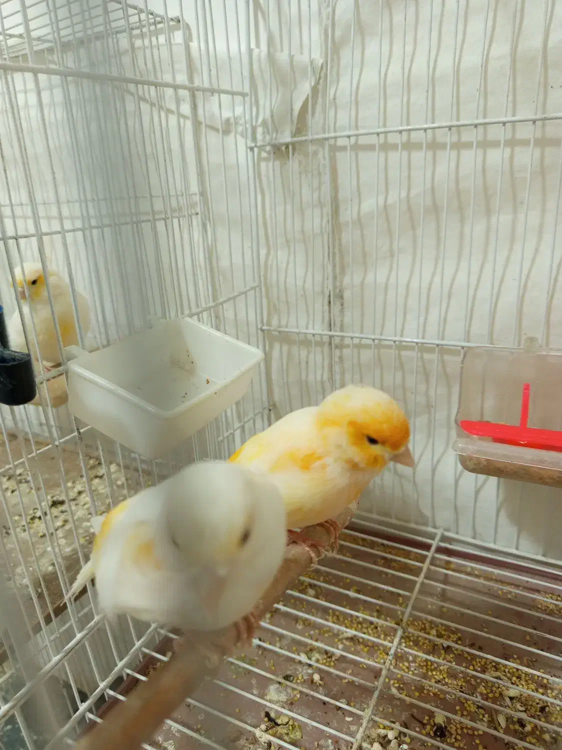 قناری|پرنده|گناباد, |دیوار