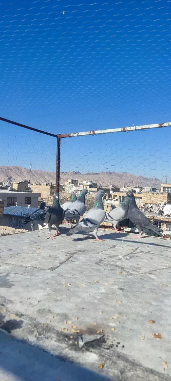 گنجه روف نرو ماده|پرنده|مرودشت, ابوذر شمالی‎|دیوار