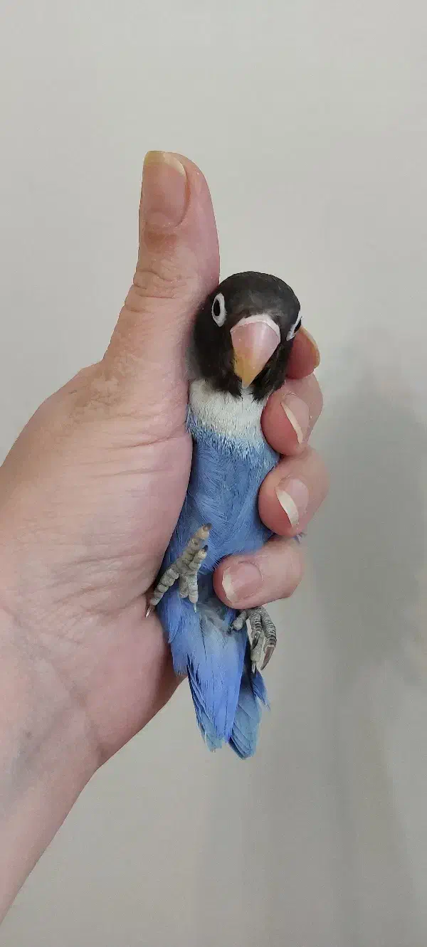 سه طوطی و جوجه طوطی برزیلی|پرنده|تهران, مینای شمالی (مخبر)|دیوار