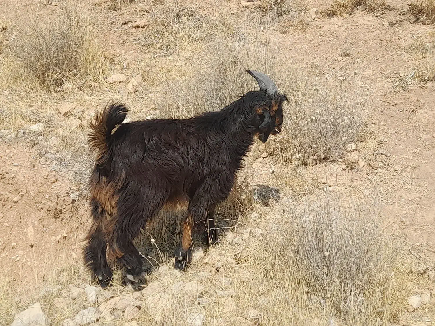 کهره نر یک دست|حیوانات مزرعه|شیراز, احمدآباد|دیوار