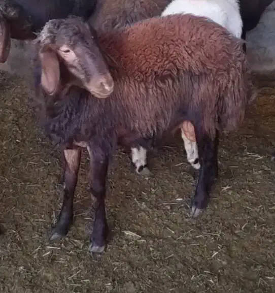 بره قوچ|حیوانات مزرعه|صحنه, |دیوار