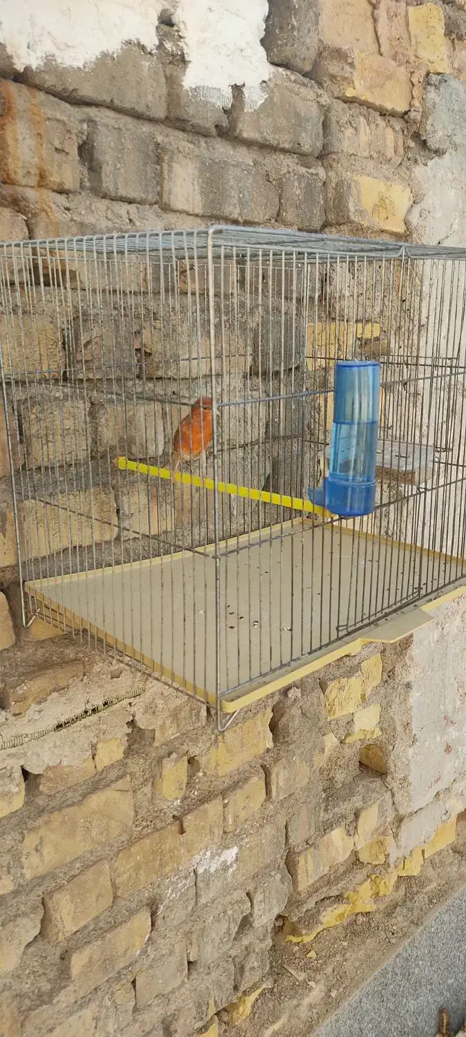 تعدادی قناری نرمست ودهن زن|پرنده|شیراز, شهرک صادقیه|دیوار