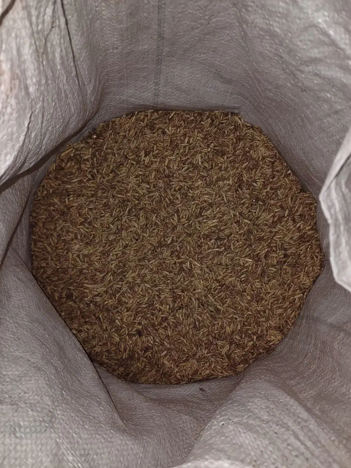 فروش بذر جو آبی بهمن پایه کوتاه و بذر گندم پیشگام|خدمات باغبانی و درختکاری|اسدآباد, |دیوار