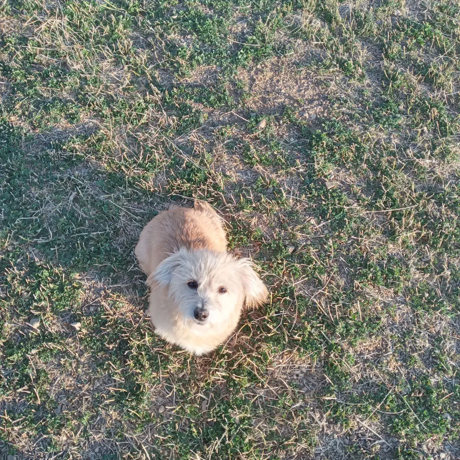 سگ سوسیسی و شیتزو|سگ|خنجین, |دیوار