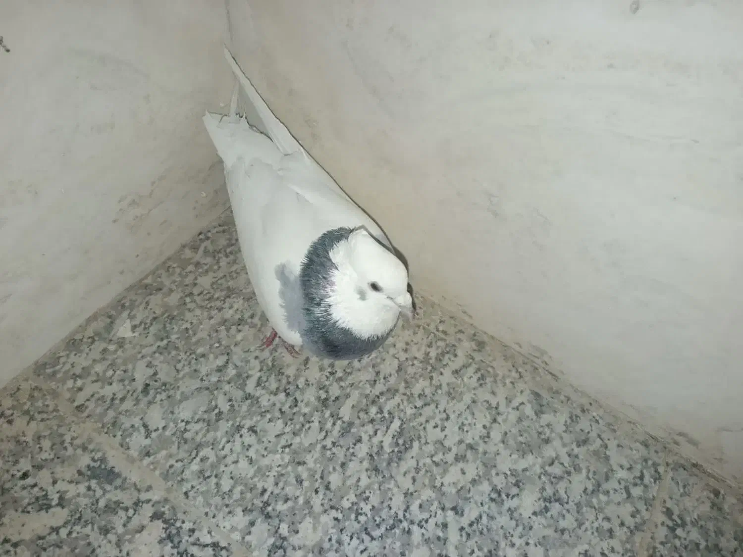 سفید دم سیاه وطوقی نرمست|پرنده|خمینیشهر, |دیوار