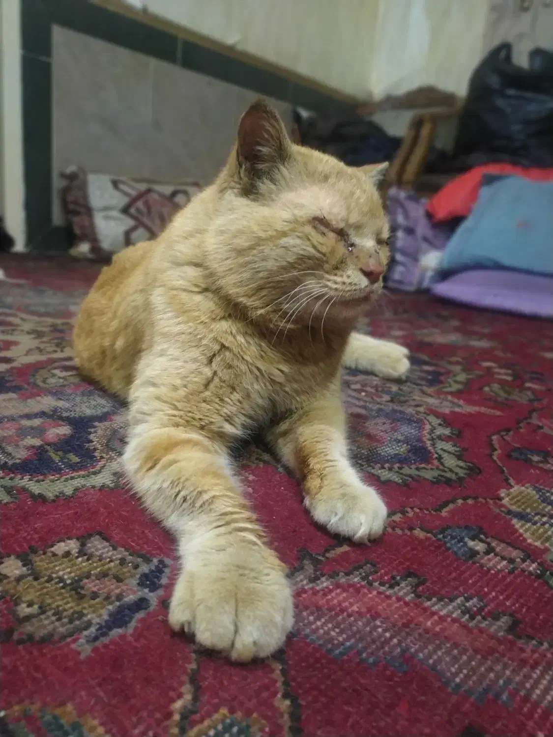 فروش گربه|گربه|خرم‌آباد, |دیوار