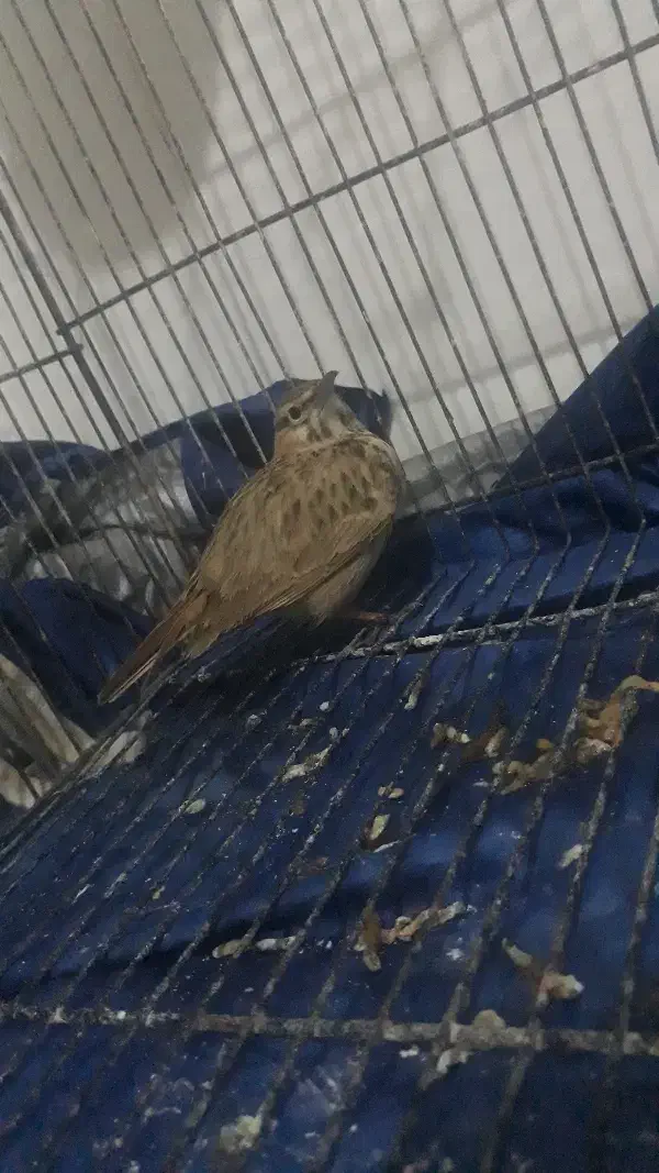 سهره خاکی|پرنده|تربت‌حیدریه, سرمحله|دیوار