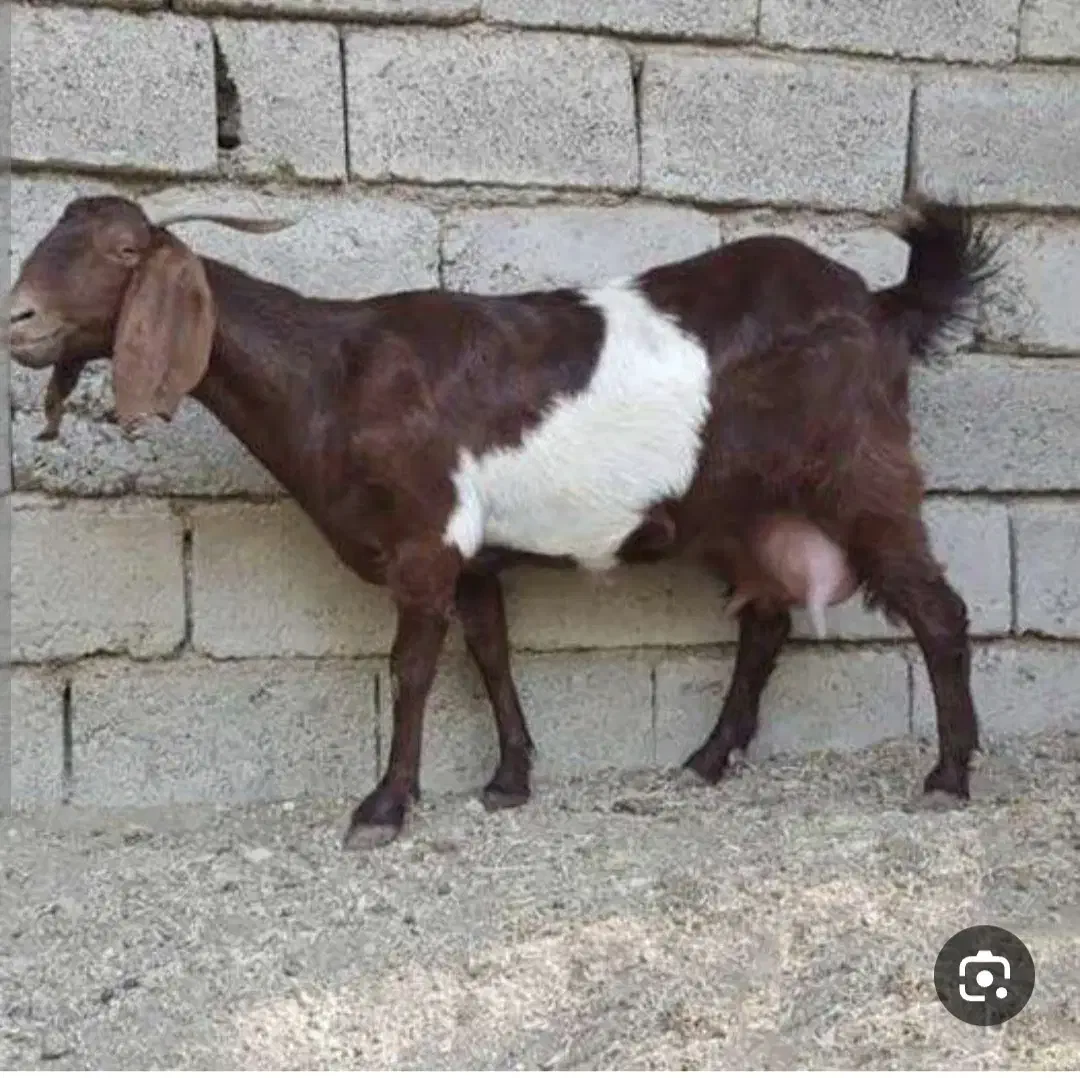 شیر بز|خوردنی و آشامیدنی|نیشابور, مازول|دیوار