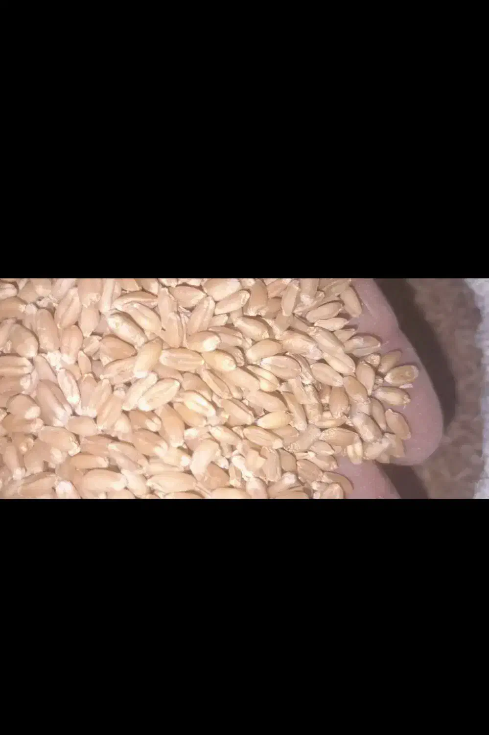 گندم سرحدی|خوردنی و آشامیدنی|عنبرآباد, |دیوار