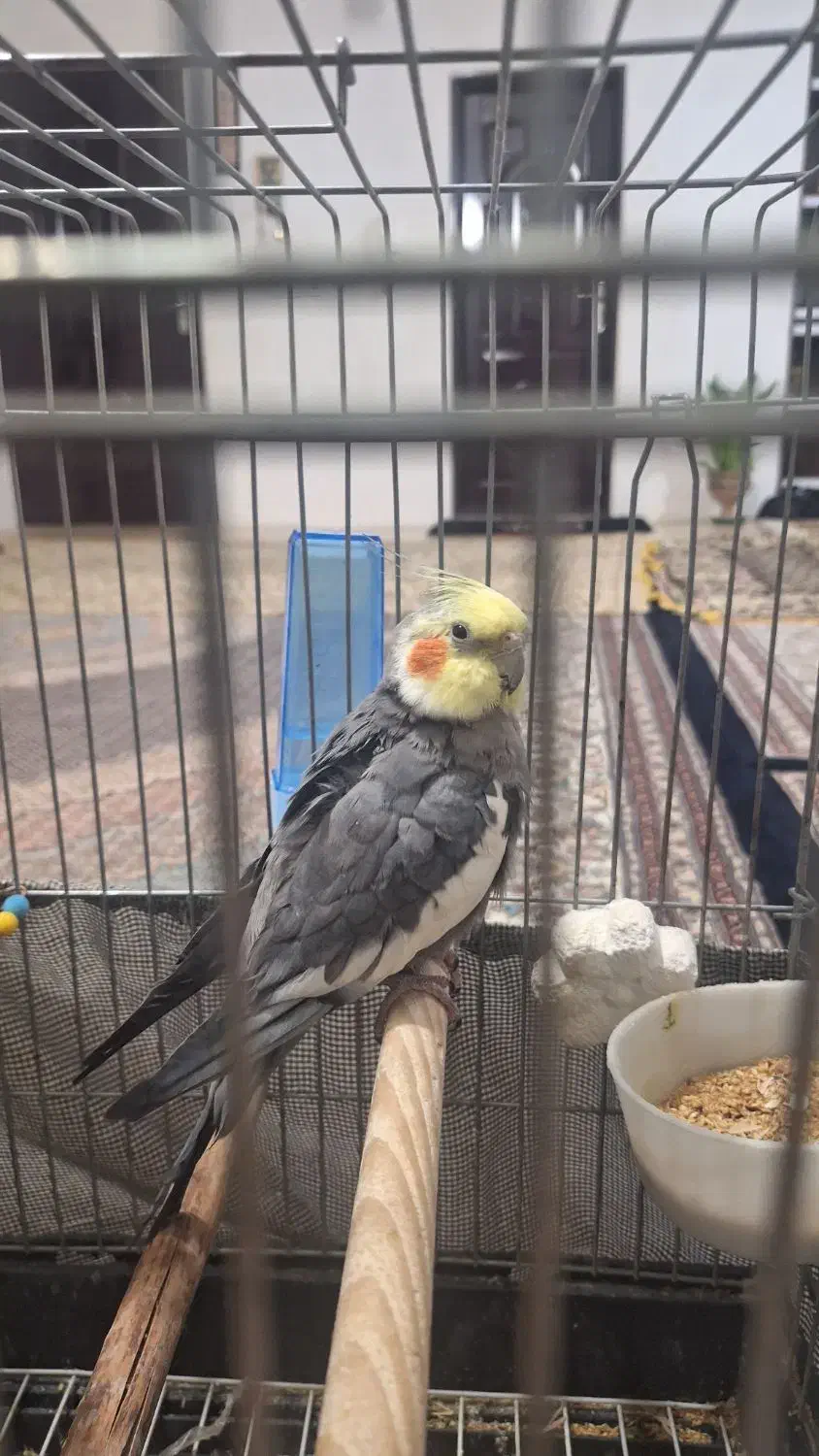 عروس هلندی نر سخنگو|پرنده|هرسین, |دیوار