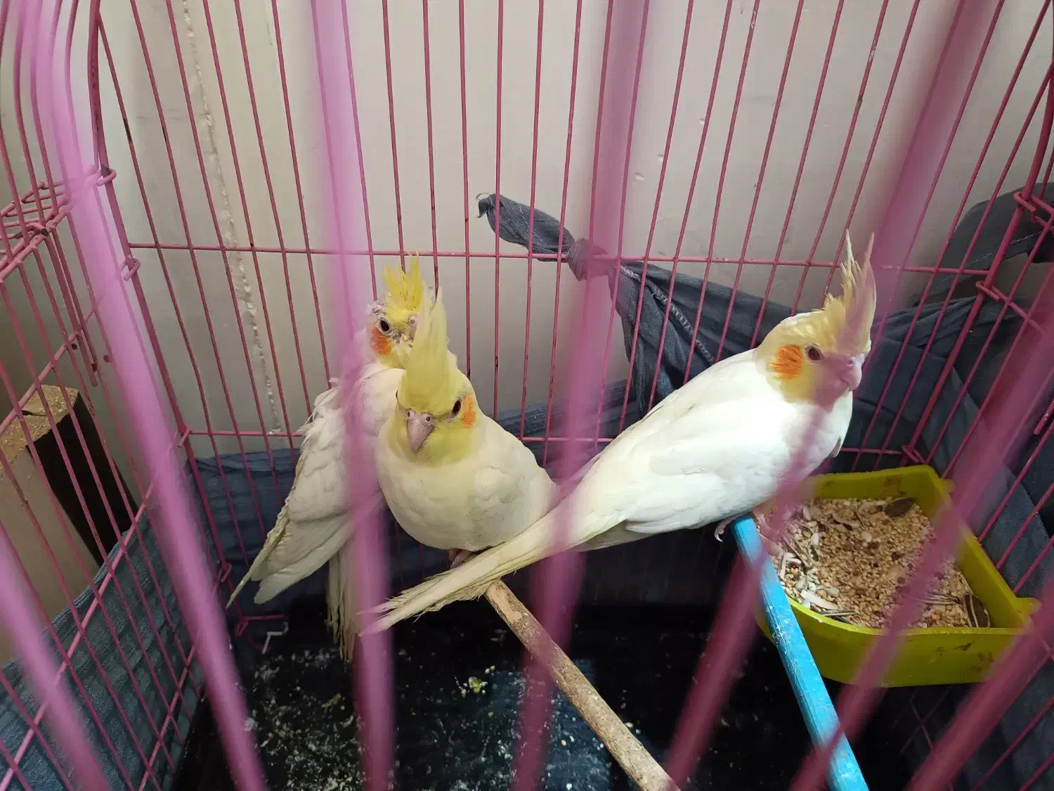 جوجه عروس هلندی|پرنده|قم, اسمعیل آباد|دیوار