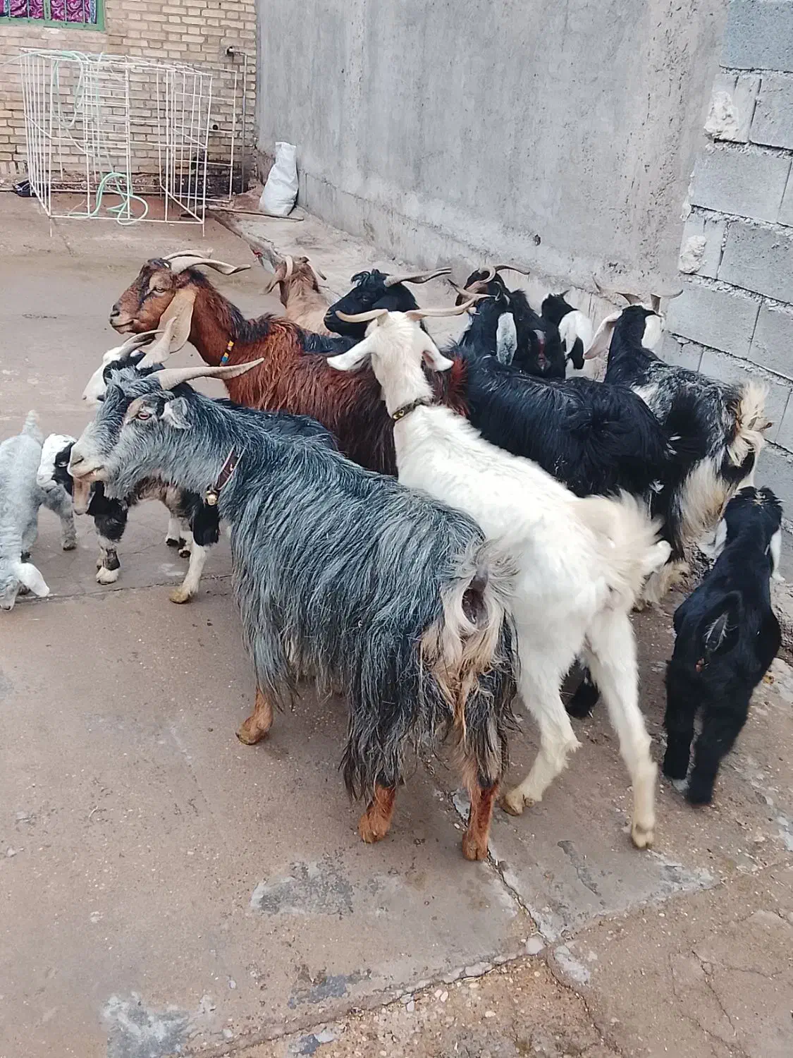 بزوبیگ|حیوانات مزرعه|دزفول, |دیوار