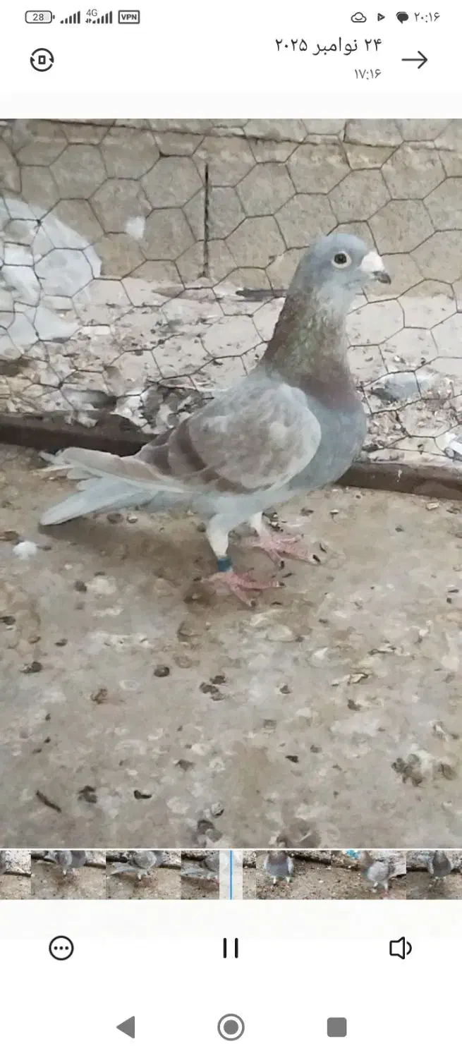 غوره ای پلاکی ناب|پرنده|برازجان, |دیوار