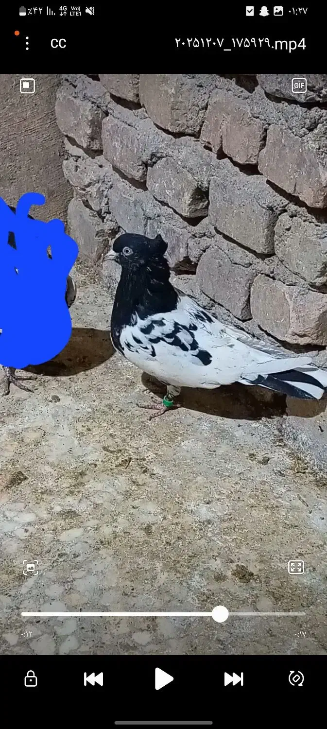 کله سیاه|پرنده|زاهدان, |دیوار