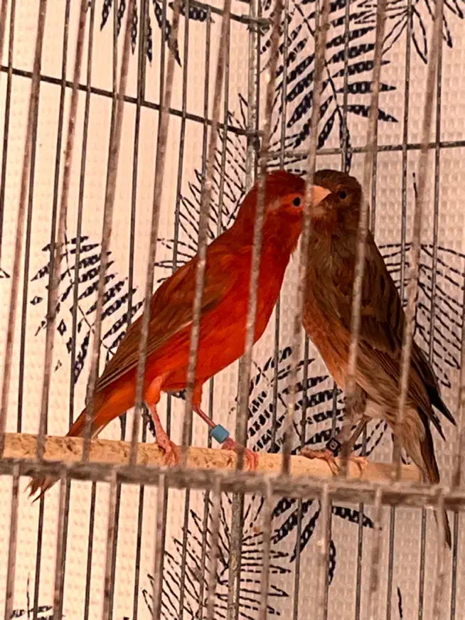 قناری دارچینی و ایزابل اورجینال|پرنده|بجنورد, |دیوار