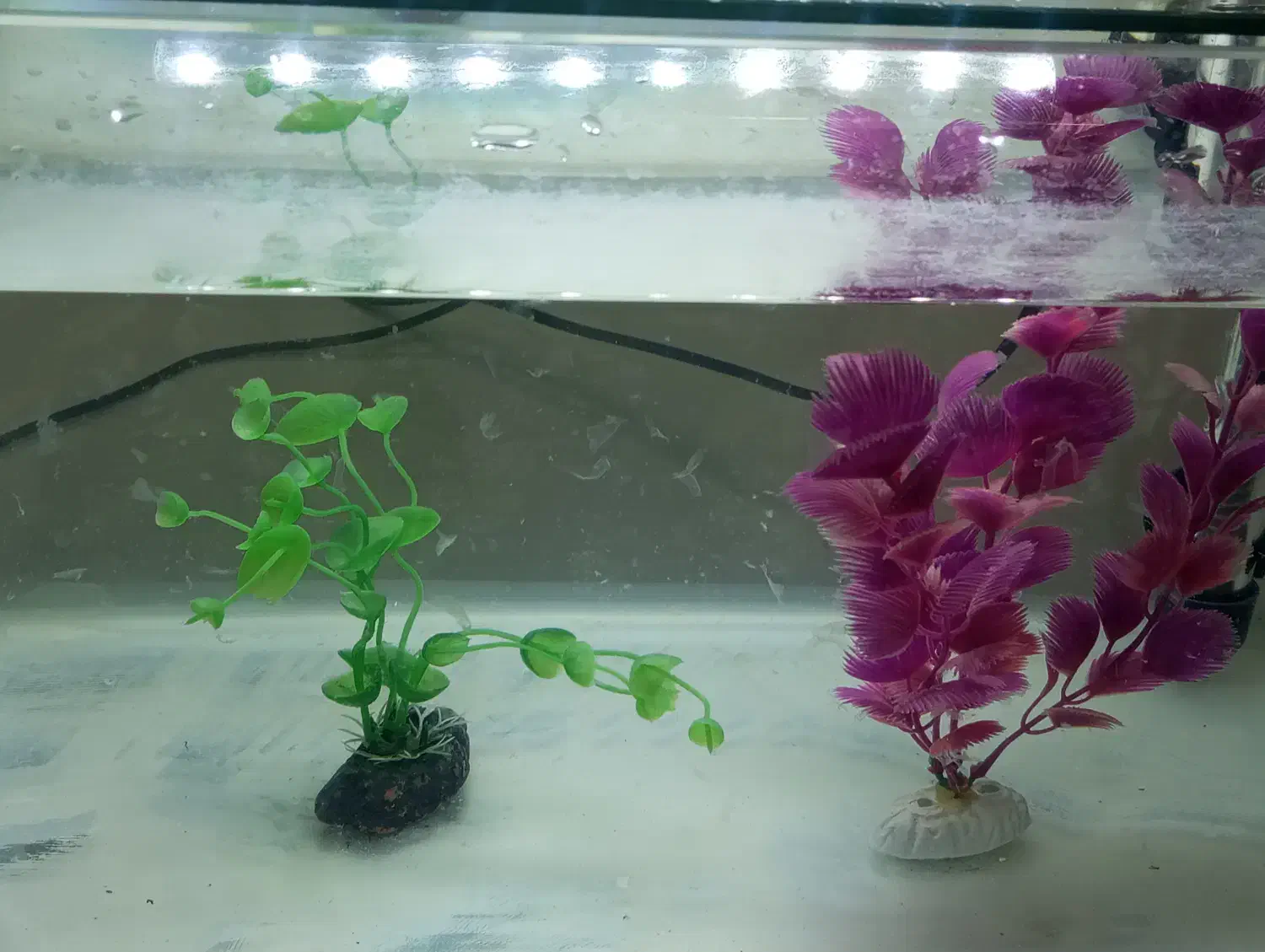 اکواریوم شرکتی، معاوضه هم میکنم|ماهی|خرمشهر, |دیوار