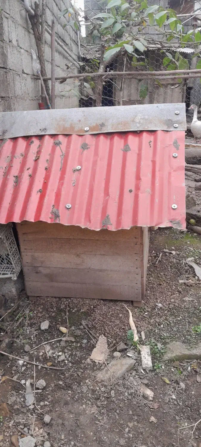 لونه|لوازم جانبی حیوانات|اسالم, |دیوار