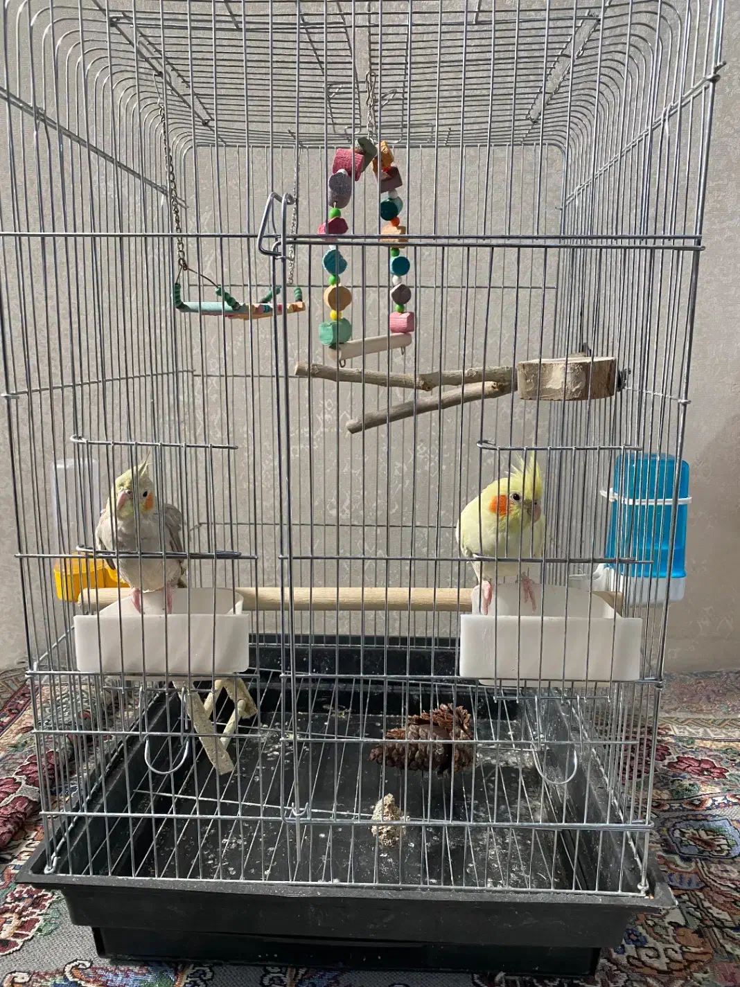 عروس هلندی|پرنده|شیراز, شهرک قمشه|دیوار