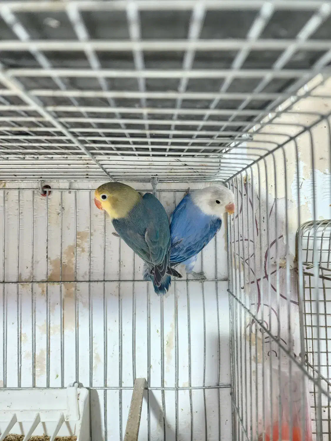 مولدطوطی برزیلی رنگ خاص با 5 جوجه|پرنده|کرمان, |دیوار