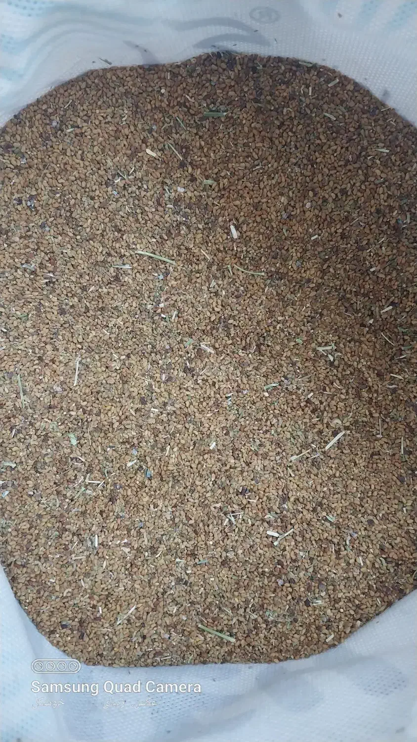 تخم علف محلی|گل و گیاه طبیعی|گنبکی, |دیوار