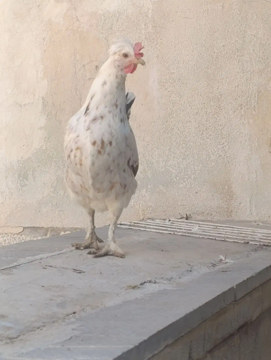 فروش تخم مرغ نطفه دار گلین|حیوانات مزرعه|شیراز, رکن‌آباد|دیوار