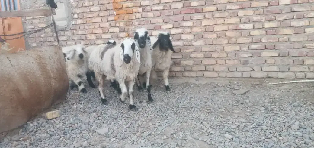 فروش فوری تعدادی گوسفند آبست و بره نر جاق|حیوانات مزرعه|زابل, |دیوار